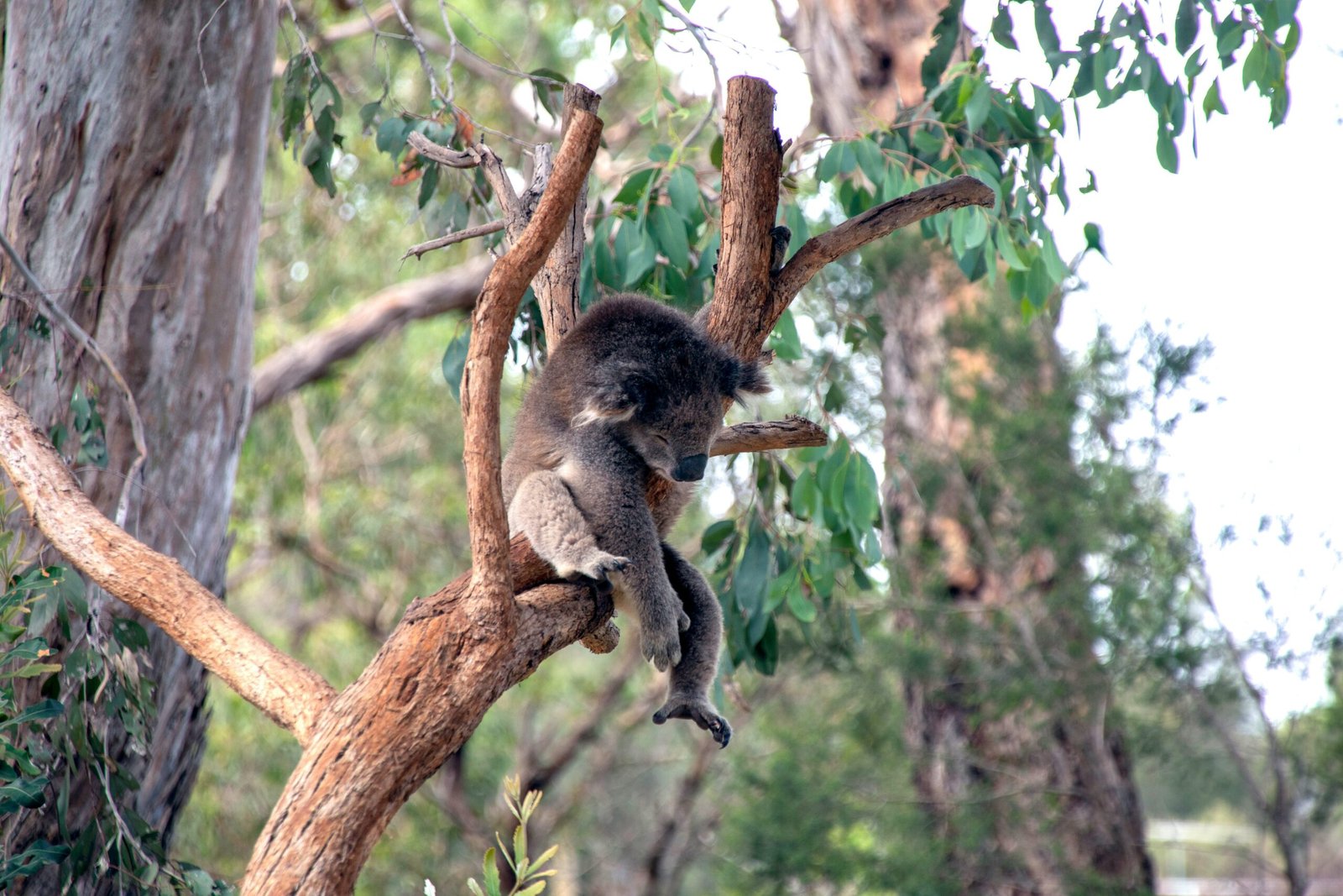 koala-mornington-peninsula